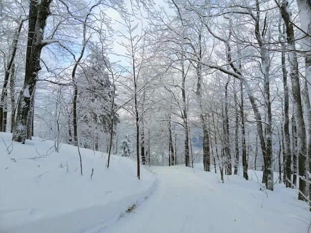 Auf dem Weg zur Geisingbaude