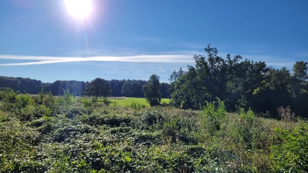 Sonnenstrahlen erhellen eine grüne Wiese und Bäume, umgeben von dichtem Gebüsch unter blauem Himmel.
