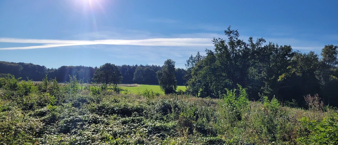 Sonnenstrahlen erhellen eine grüne Wiese und Bäume, umgeben von dichtem Gebüsch unter blauem Himmel.