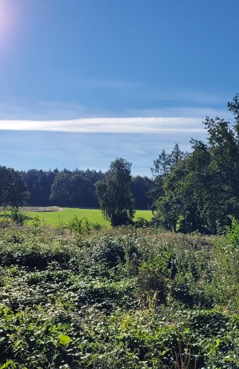 Stemweder Berg Sonnenstrahlen erhellen eine grüne Wiese und Bäume, umgeben von dichtem Gebüsch unter blauem Himmel.