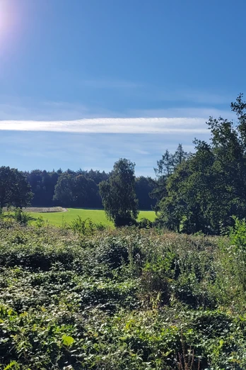 Stemweder Berg Sonnenstrahlen erhellen eine grüne Wiese und Bäume, umgeben von dichtem Gebüsch unter blauem Himmel.