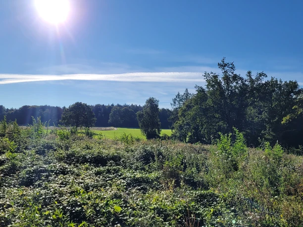 Stemweder Berg Sonnenstrahlen erhellen eine grüne Wiese und Bäume, umgeben von dichtem Gebüsch unter blauem Himmel.