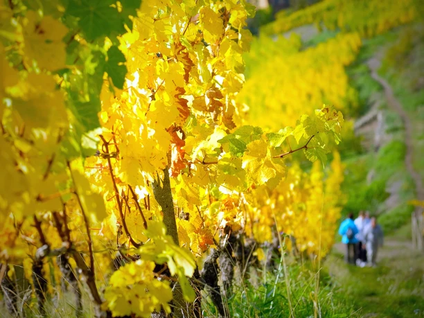 Weinwandern Radebeul Weinwandern Radebeul