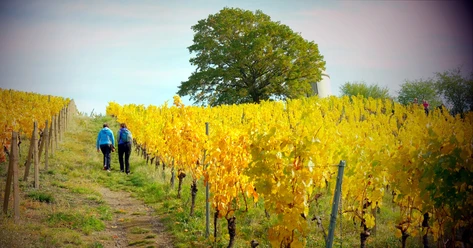 Niederlößnitz in Radebeul im Herbst