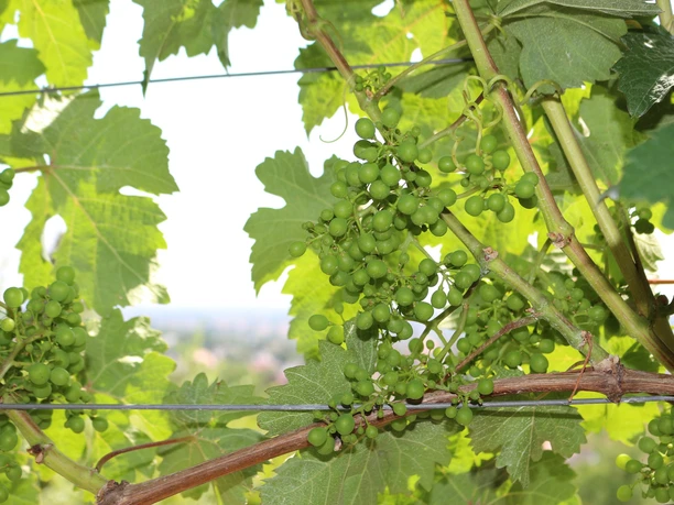 Weinberge Radebeul