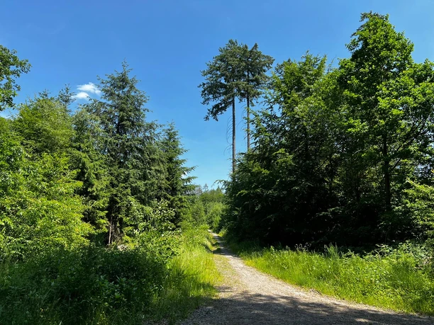 Bergischer Fuhrmannsweg Ein schmaler Waldweg führt durch üppig grüne Bäume unter klarem, blauem Himmel.