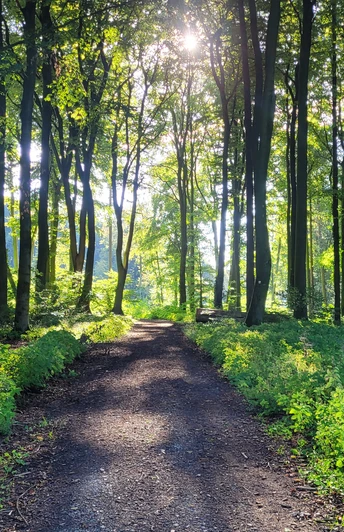 Lichtdurchfluteter Waldweg im Stemweder Berg, umgeben von hohen Bäumen und dichtem Blattwerk.