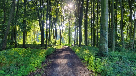 Stemweder Berg Lichtdurchfluteter Waldweg im Stemweder Berg, umgeben von hohen Bäumen und dichtem Blattwerk.