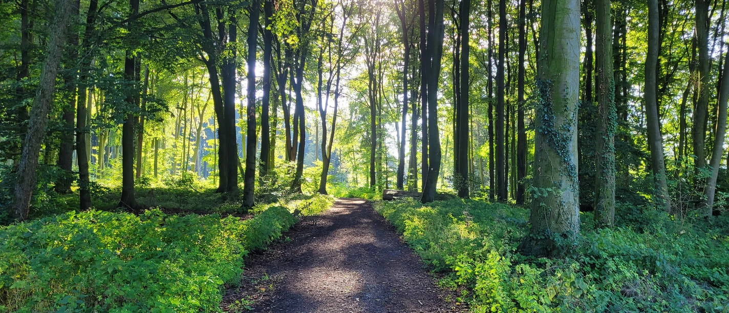 Stemweder Berg Lichtdurchfluteter Waldweg im Stemweder Berg, umgeben von hohen Bäumen und dichtem Blattwerk.