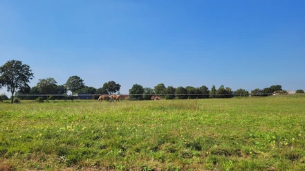 Oppendorf Grüne Weide in Oppendorf mit grasenden Kühen und Bäumen im Hintergrund, blauer Himmel darüber.