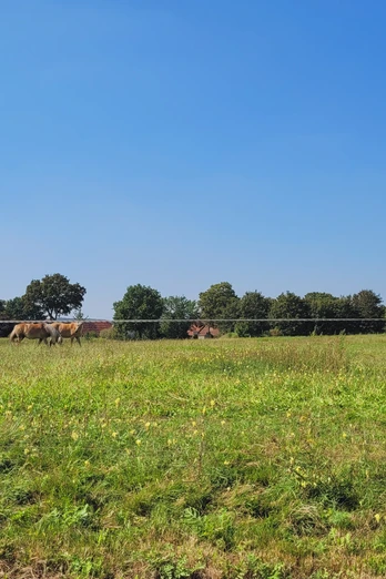 Oppendorf Grüne Weide in Oppendorf mit grasenden Kühen und Bäumen im Hintergrund, blauer Himmel darüber.