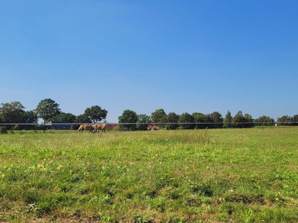 Oppendorf Grüne Weide in Oppendorf mit grasenden Kühen und Bäumen im Hintergrund, blauer Himmel darüber.