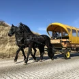 Pferdekutschen auf Juist Flugplatztransfer