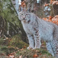 Luchs Nationalpark Harz_Foto Ole Anders-2.jpg