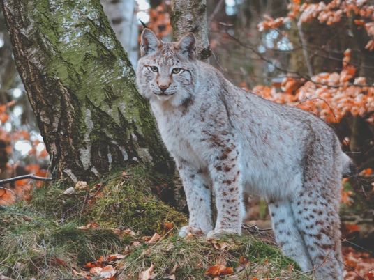 Luchs Nationalpark Harz_Foto Ole Anders-2.jpg