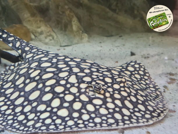 Amazonasbecken NG.jpg