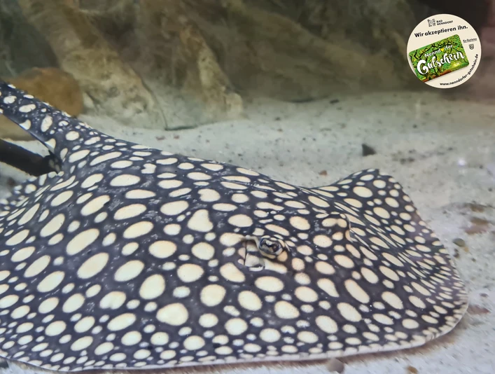 Amazonasbecken NG.jpg