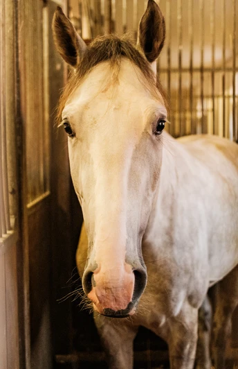 Zur Hengstparade im Landgestüt Moritzburg