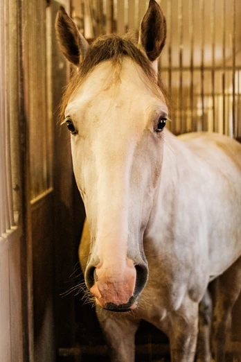 Zur Hengstparade im Landgestüt Moritzburg