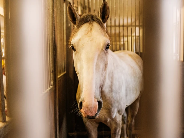 Zur Hengstparade im Landgestüt Moritzburg