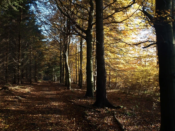 Waldweg