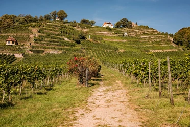 Blick auf die Weinterrassen im Weingut Drei Herren Radebeul