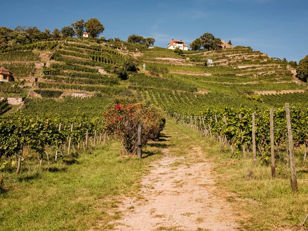 Blick auf die Weinterrassen im Weingut Drei Herren Radebeul