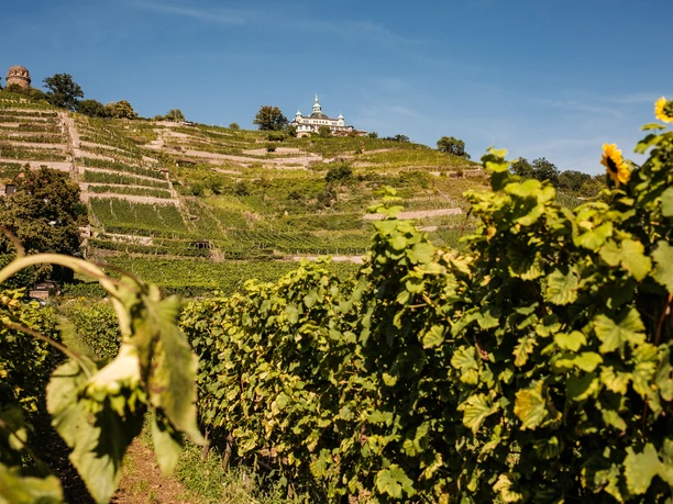 Blick auf den Goldenen Wagen, Bismarckturm und Spitzhaus, Radebeul
