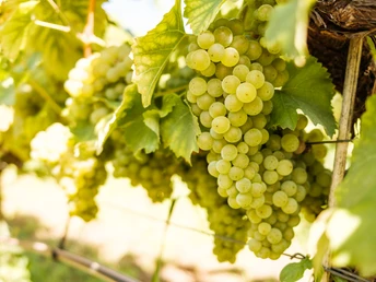 Weinreben in Radebeul