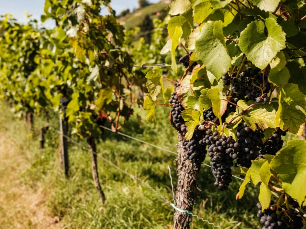 Weinreben im Weinberg