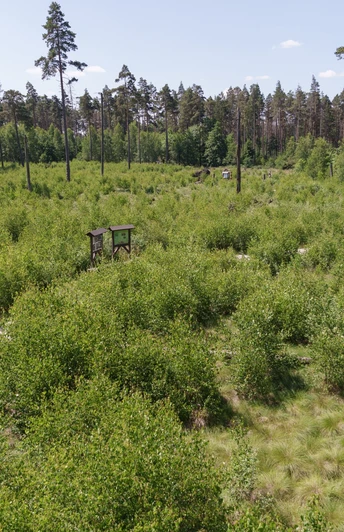 Moorerlebnispfad Pöllwitzer Wald