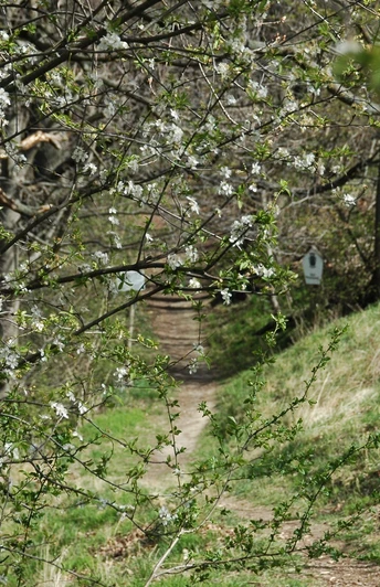 Rundwanderweg Gröditzer Skala - Frühlingserwachen