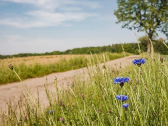 Natur in der Kleinkuppenlandschaft bei Moritzburg