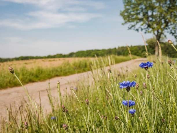 Natur in der Kleinkuppenlandschaft bei Moritzburg