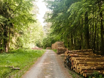 Waldwege rund um Moritzburg