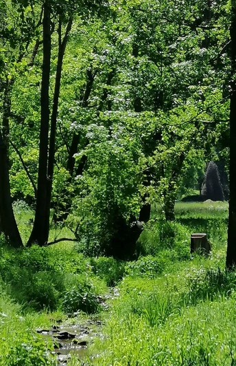 Trebnitzgrund bei Oberschlottwitz