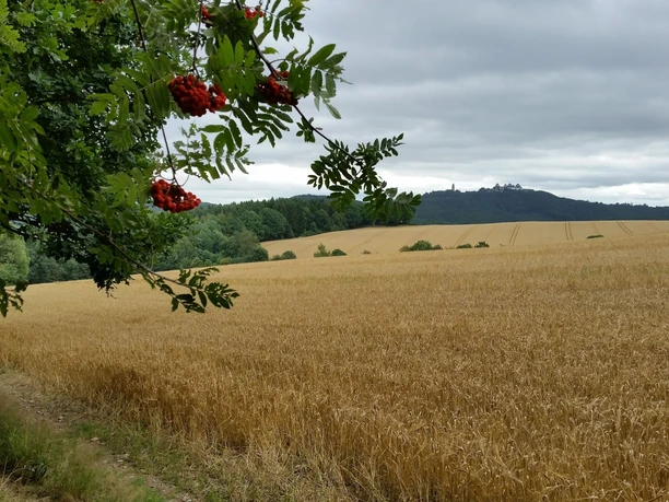Großer Rundweg Erdmannsdorf Blick auf Augustusburg