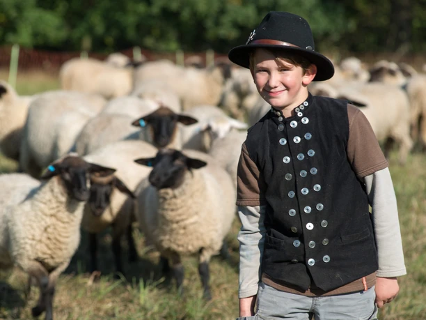 Schafherde Schäferei Drutschmann Reichstädt