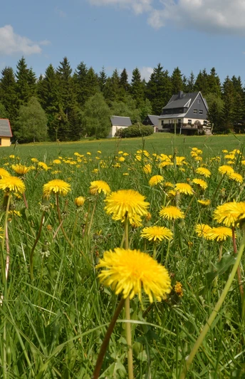 Blick auf Schellerhau