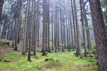 Wald Taubenberg