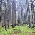 Wald Taubenberg