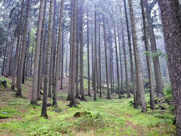 Natur pur