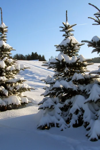 Winterwald in Erlbach