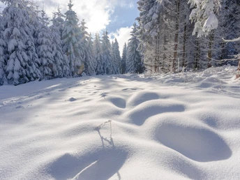 Winter nahe Grünbach