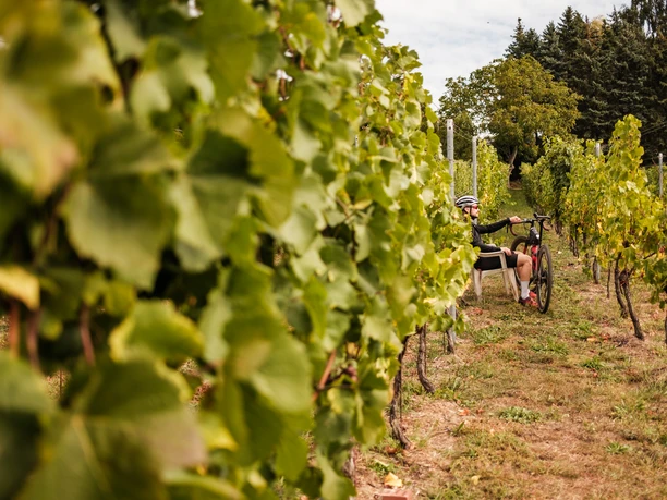 Im Königlichen Weinberg Weinböhla