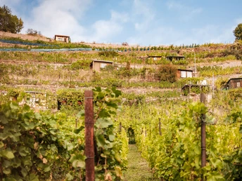 Weinanbau in Meißen