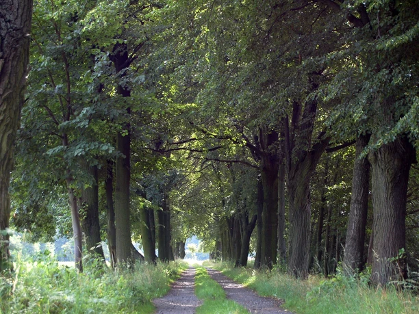 Waldweg im Heide- und Teichland