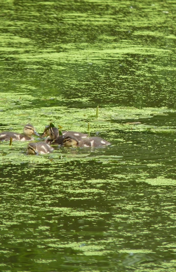 Neues Leben auf dem Teich - Enten