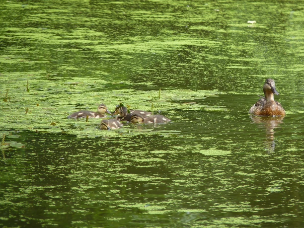 Neues Leben auf dem Teich - Enten