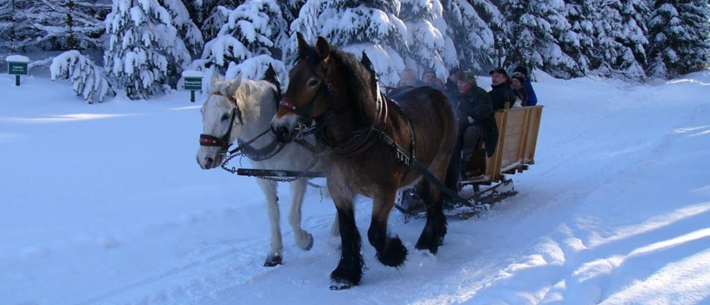 Mit dem Pferdeschlitten unterwegs im Saydaer Ski- und Wandergebiet